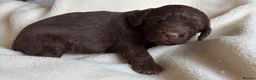 Cockapoo dogs for sale: Chocolate Cockapoos for sale - Advert 5