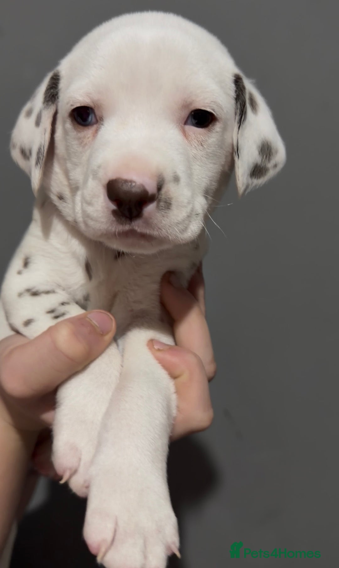 Dalmatian dogs for sale: Beautiful Dalmatian Puppies - Advert 10