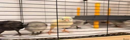 Mixed Breed birds for sale: 🐣 [Show-Quality & Healthy Chicks for Sale] - Advert 14