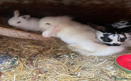English Spot rabbits for sale: 2 Female English Spot x Lop Rabbits  - Image 9