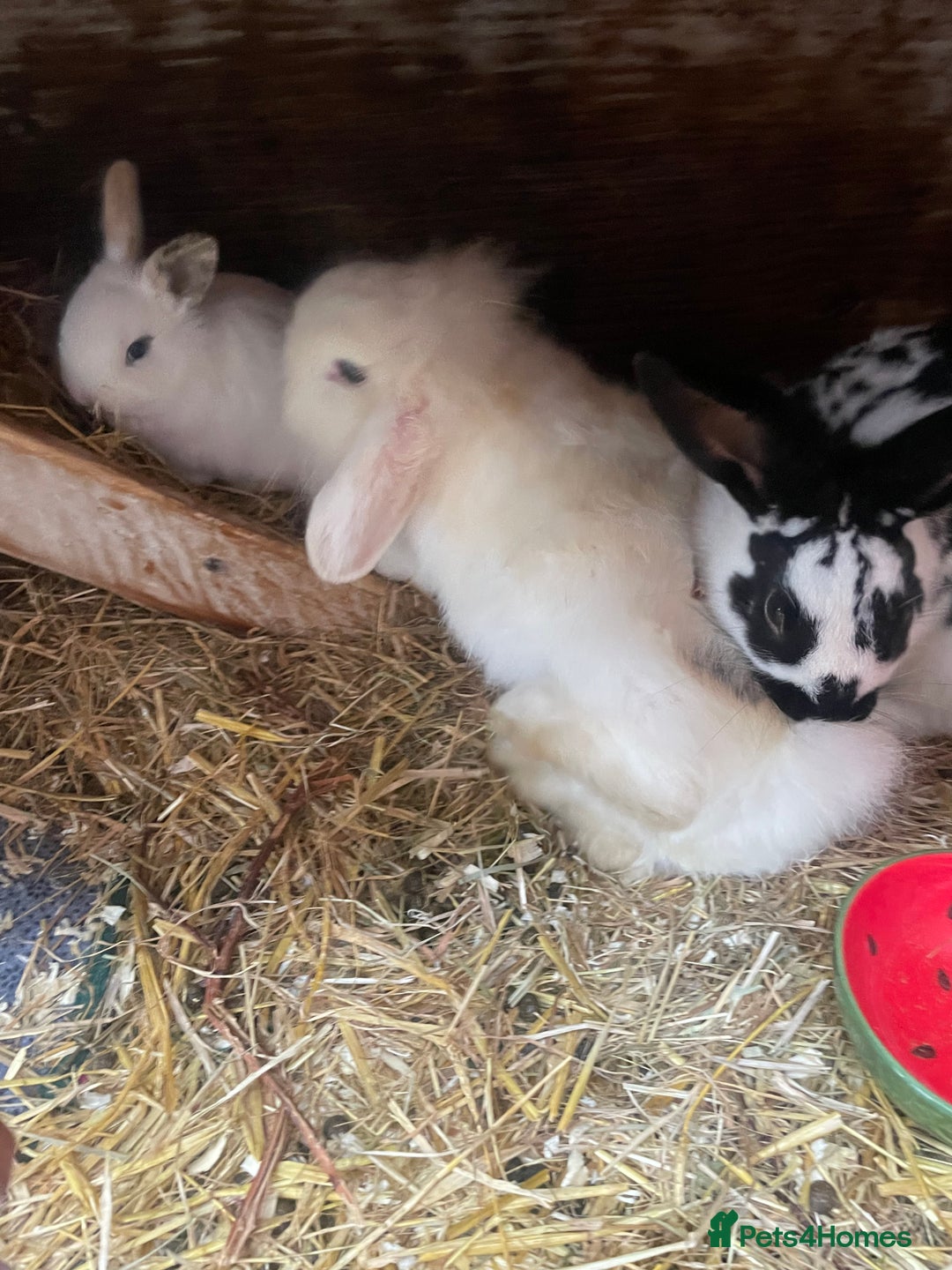 English Spot rabbits for sale: 2 Female English Spot x Lop Rabbits  - Image 9