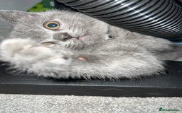 British Shorthair cats for sale: British short hair kittens - Image 6