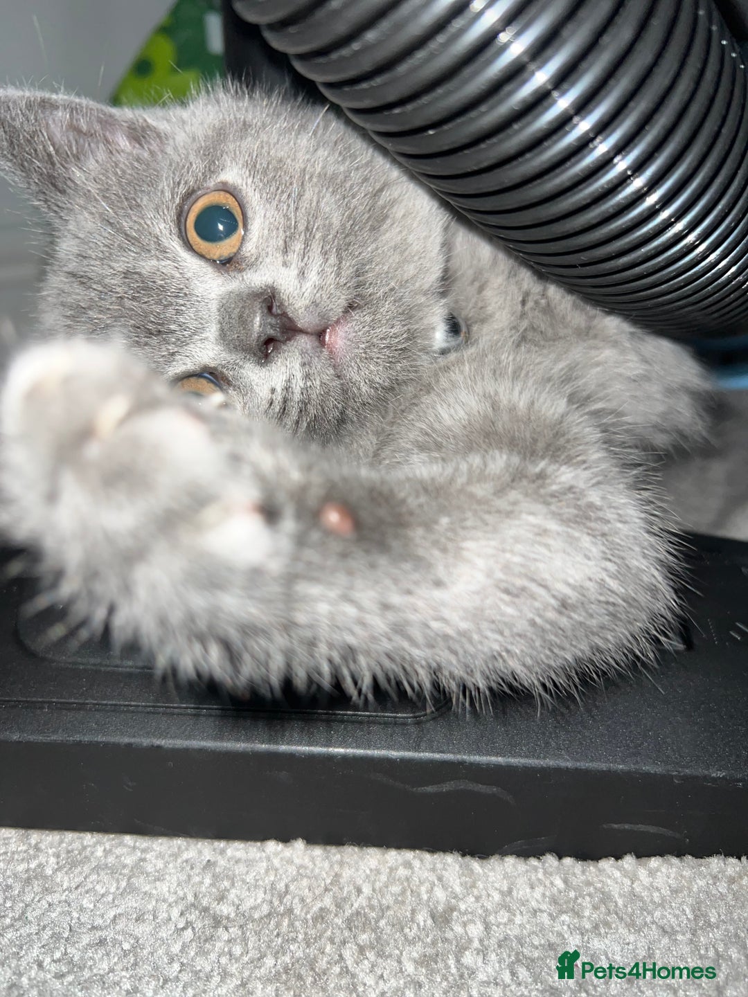 British Shorthair cats for sale: British short hair kittens - Image 6