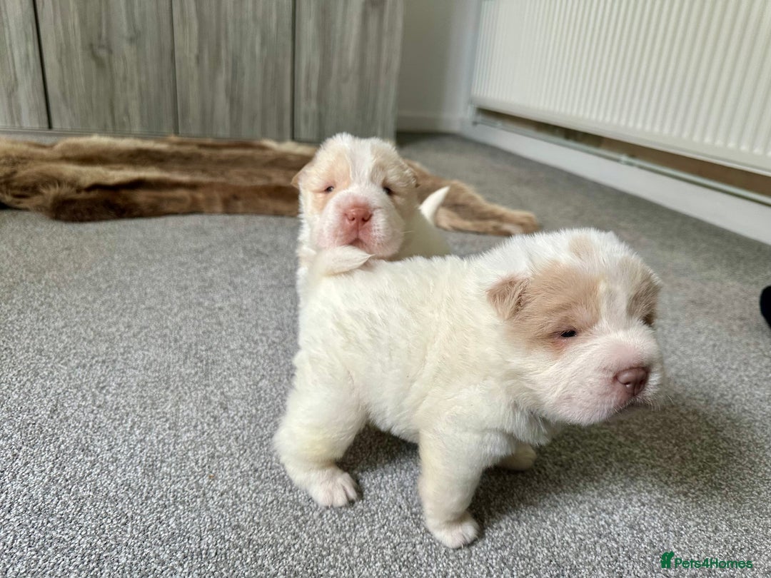 Shar Pei dogs for sale: Top quality bear coat sharpei  - Image 23
