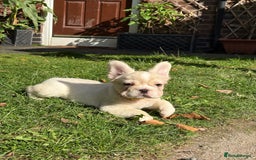 French Bulldog dogs for sale: 3 left- Fluffy French bulldogs pink & testable  - Advert 13