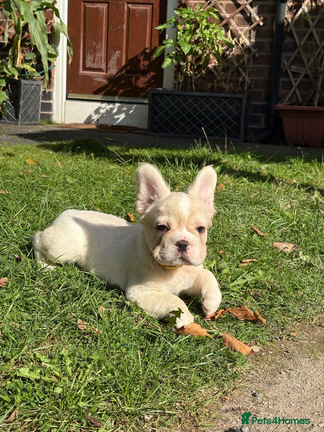 French Bulldog dogs for sale: 3 left- Fluffy French bulldogs pink & testable  - Advert 13