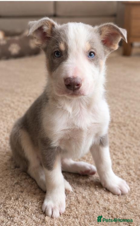 Border Collie dogs for sale: DNA tested ISDS Parents Lilac & Blue Puppies - Advert 2