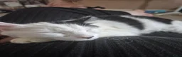 Mixed Breed cats for sale: Black and white cat for new home - Advert 3