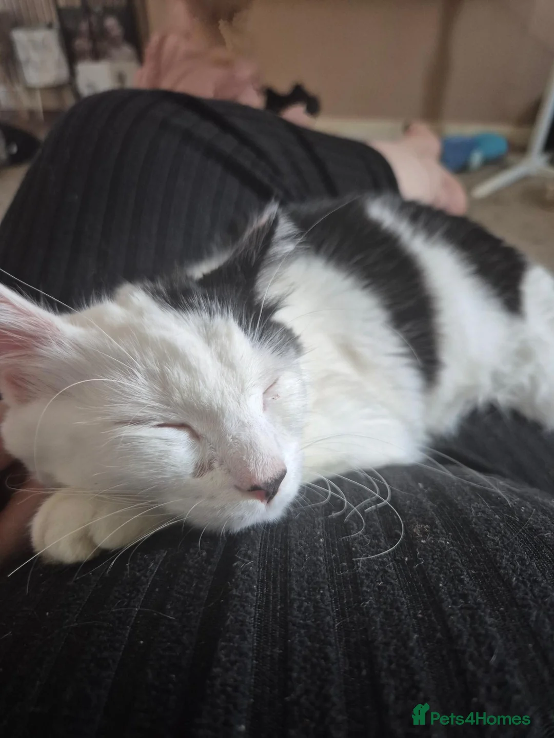Mixed Breed cats for sale: Black and white cat for new home - Advert 3