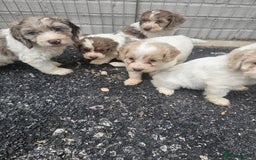 Cockapoo dogs for sale: Cockapoo puppies 🐶  - Image 17