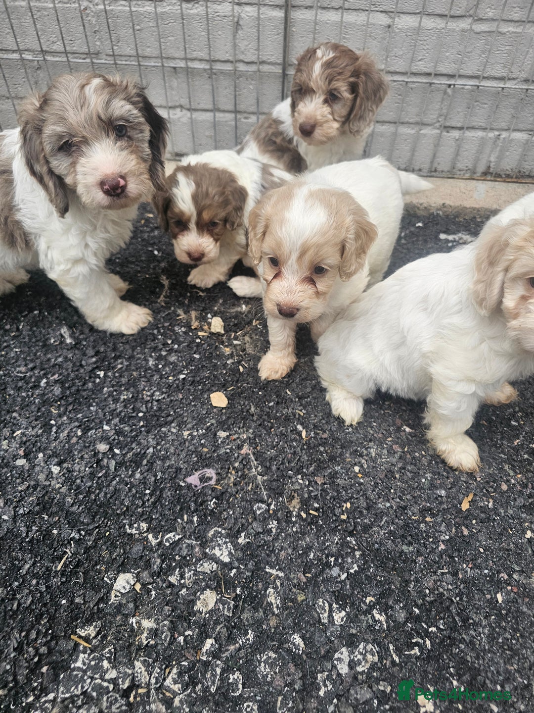 Cockapoo dogs for sale: Cockapoo puppies 🐶  - Image 17