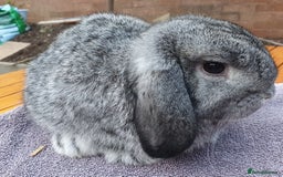 Mini Lop rabbits for sale: Friendly Baby rabbits  Vac RHD2 YURVAC - Image 11