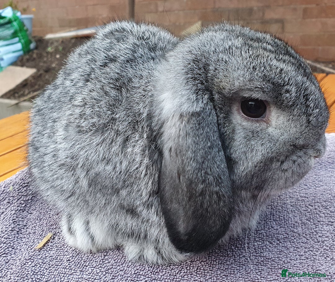 Mini Lop rabbits for sale: Friendly Baby rabbits  Vac RHD2 YURVAC - Image 11