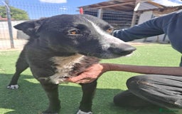 Mixed Breed dogs for adoption: BUCK  - Image 7