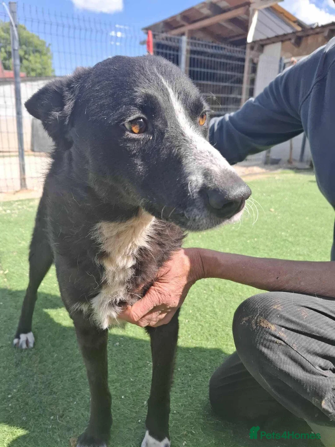 Mixed Breed dogs for adoption: BUCK  - Advert 7