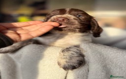 Sprocker dogs for sale: unbelievably marked sprockers 😍 - Image 19
