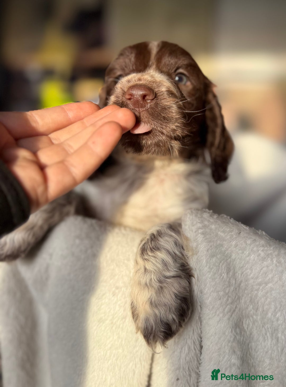 Sprocker dogs for sale: unbelievably marked sprockers 😍 - Image 19