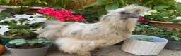 Chickens poultry for sale: Purebred silkie trio  - Advert 8
