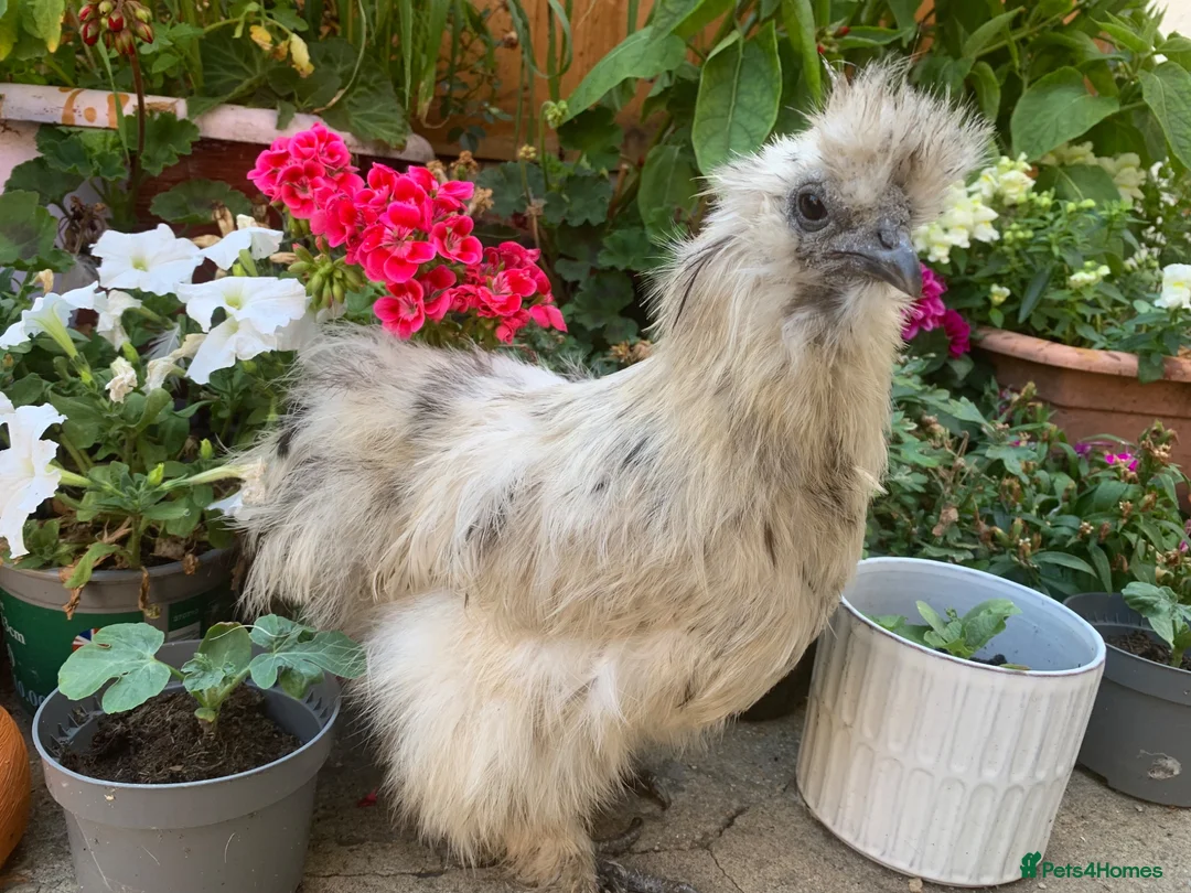 Chickens poultry for sale: Purebred silkie trio  - Advert 8