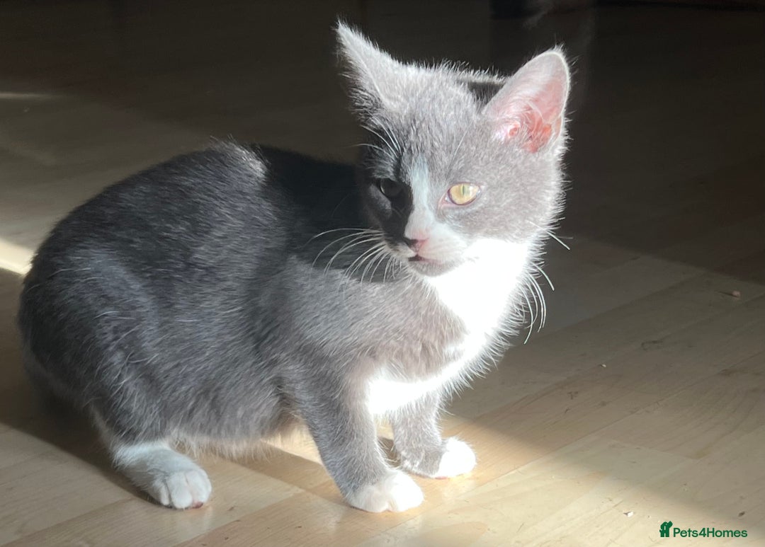 Mixed Breed cats for sale: Munchkin x British shorthair kittens - Advert 9