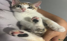 Bengal cats for sale: Bengal Calico kittens  - Image 32