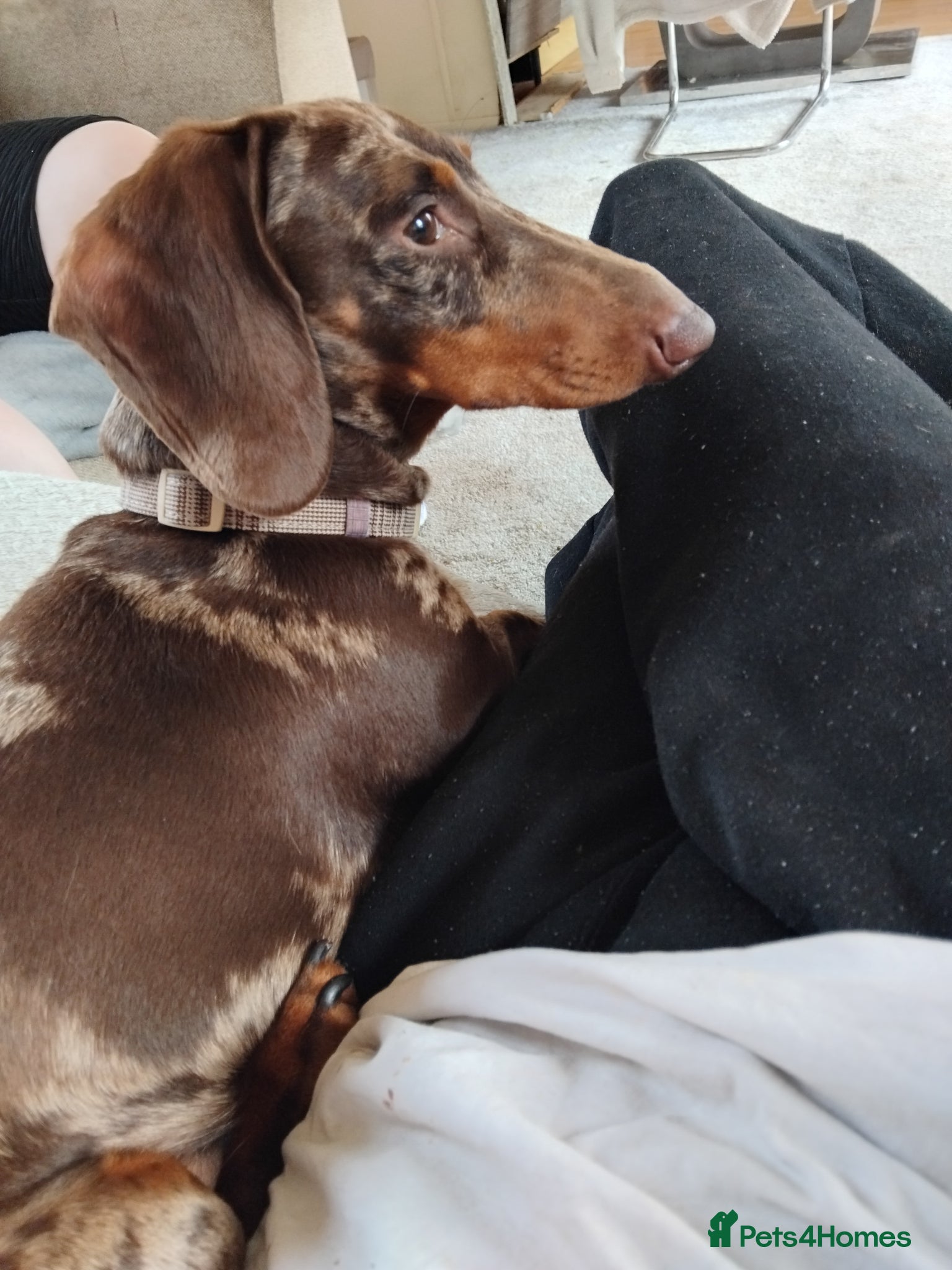 Miniature Dachshund dogs Miniature Dachshund 2 Years old  - Advert 4