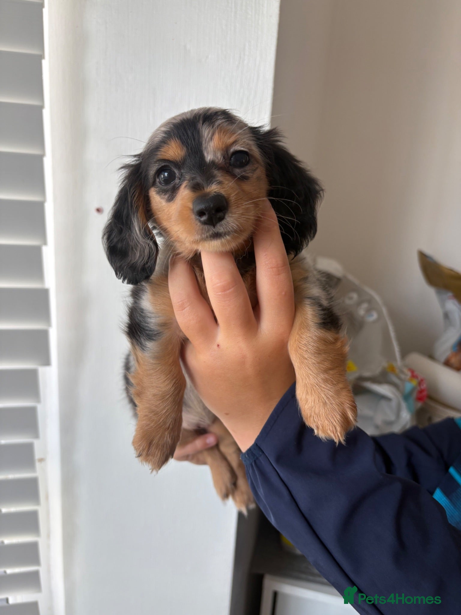 Miniature Dachshund dogs Stunning miniature dachshunds💖 - Advert 9