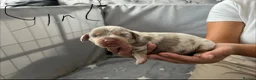 Miniature Dachshund dogs for sale: smooth haired miniature dachshund  - Advert 2