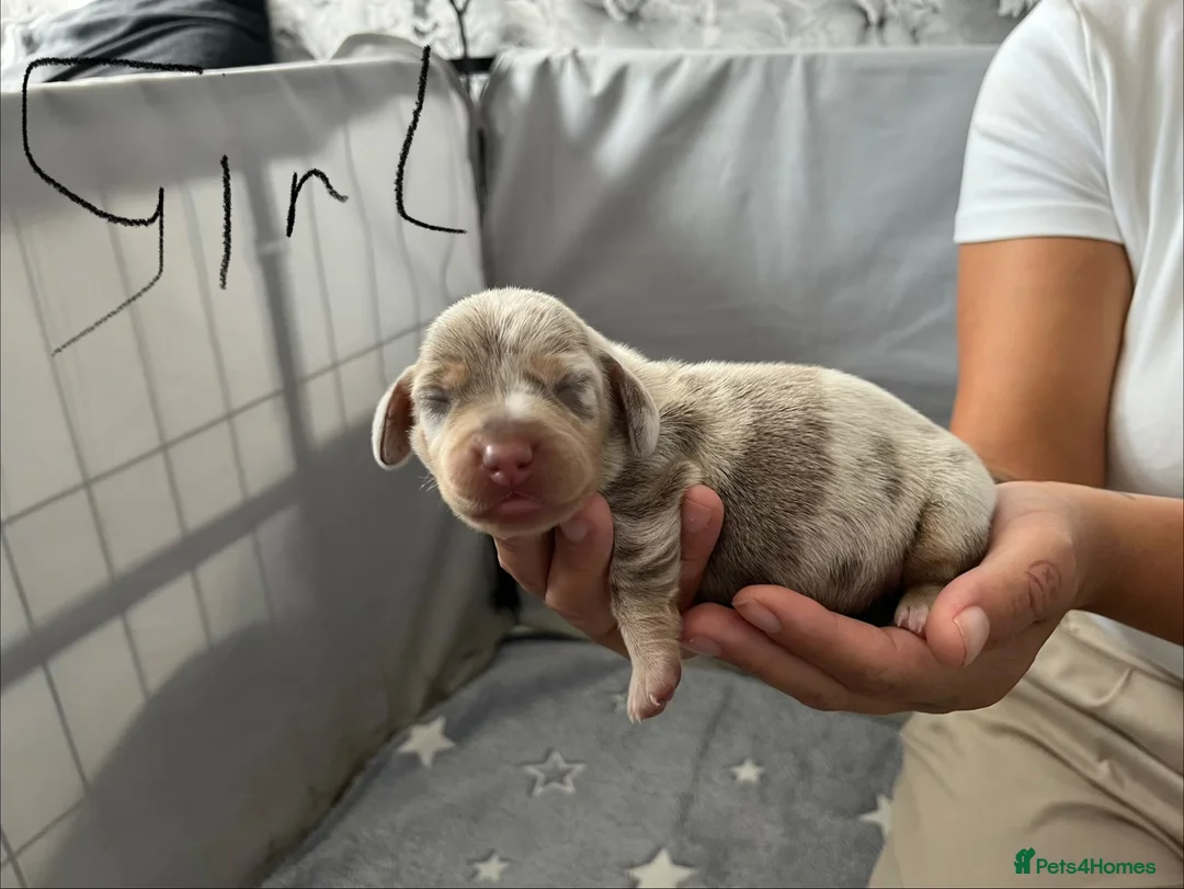 Miniature Dachshund dogs for sale: smooth haired miniature dachshund  - Advert 2