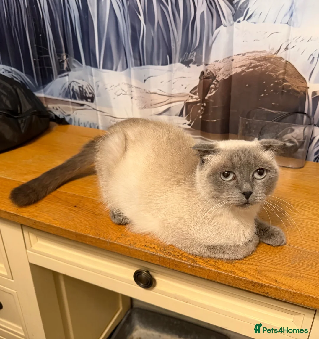 British Shorthair cats for sale: Scottish Fold X British Short hair  - Advert 6