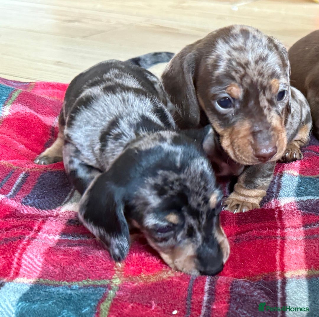 Miniature Dachshund dogs for sale: Miniature dapple Daschunds  - Image 6