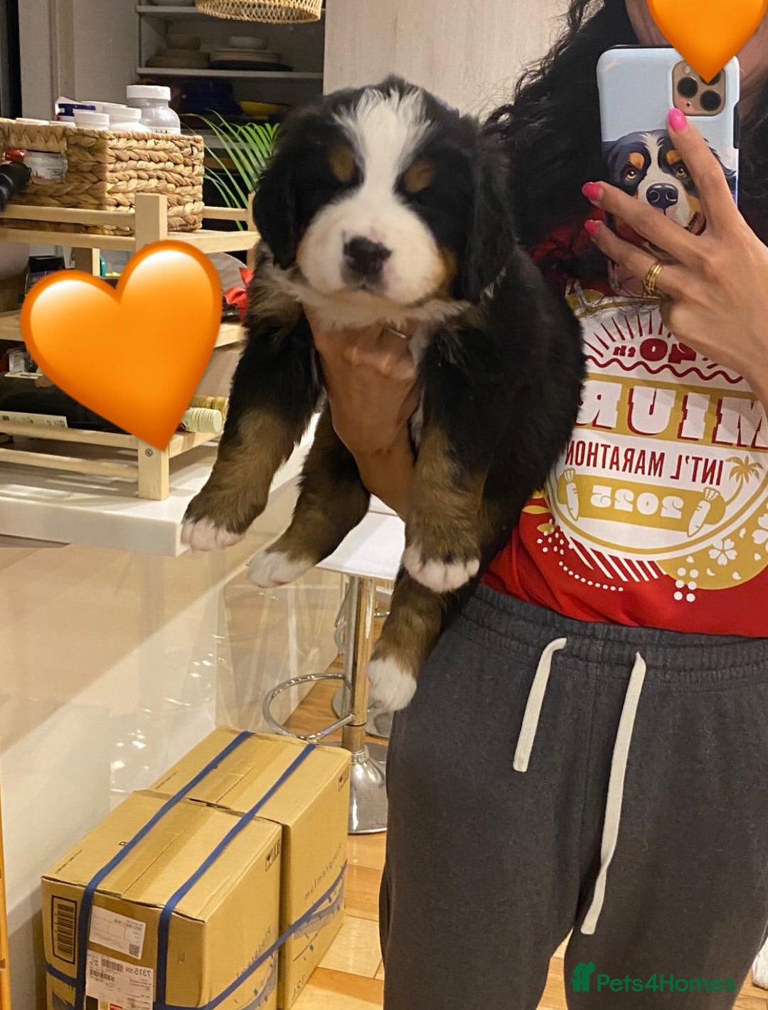 Bernese Mountain Dog dogs for sale: Bernese Mountain Dog Puppies - Image 12