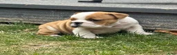 English Bulldog dogs for sale: ⭐️BULLDOG PUPPIES FROM BRITISHGOLD⭐️ - Advert 7
