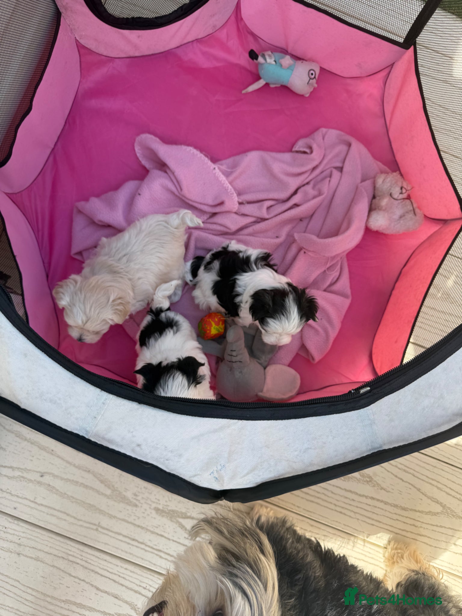 Morkie dogs Mini Morkies - Advert 1