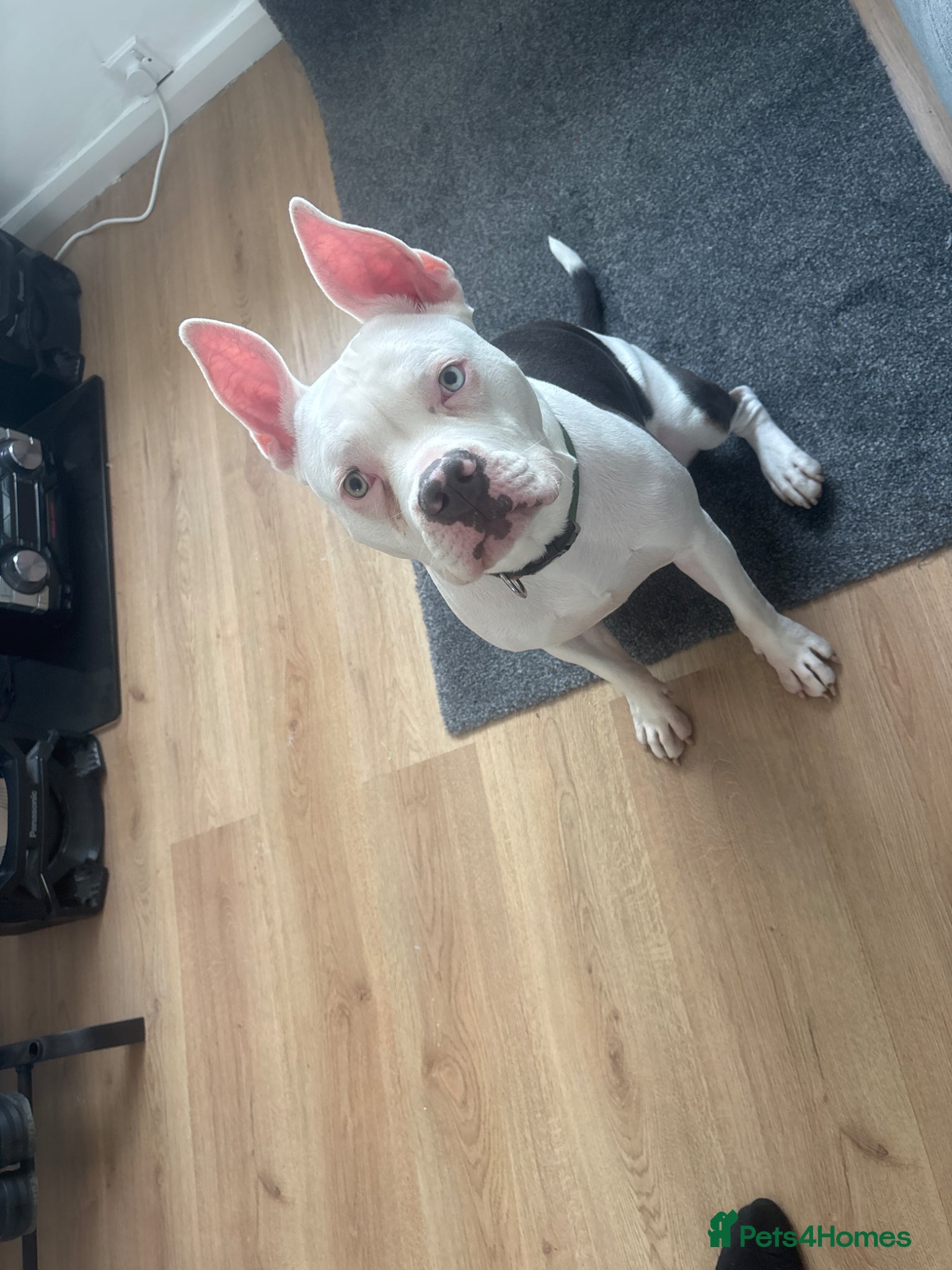 Mixed Breed dogs Staffy x English bull terrier (bruno) - Advert 1