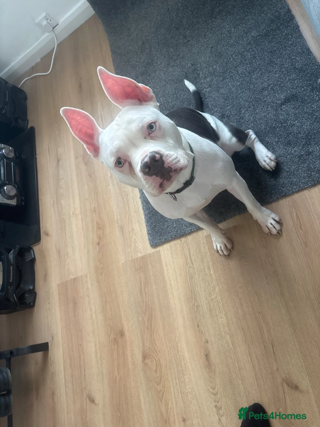 Mixed Breed dogs for sale: Staffy x English bull terrier (bruno) - Advert 1