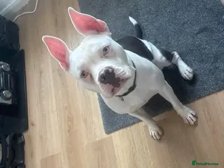 Mixed Breed dogs Staffy x English bull terrier (bruno) - Advert 1