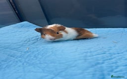 Guinea Pig rodents for sale: Baby guinea pigs  - Image 10