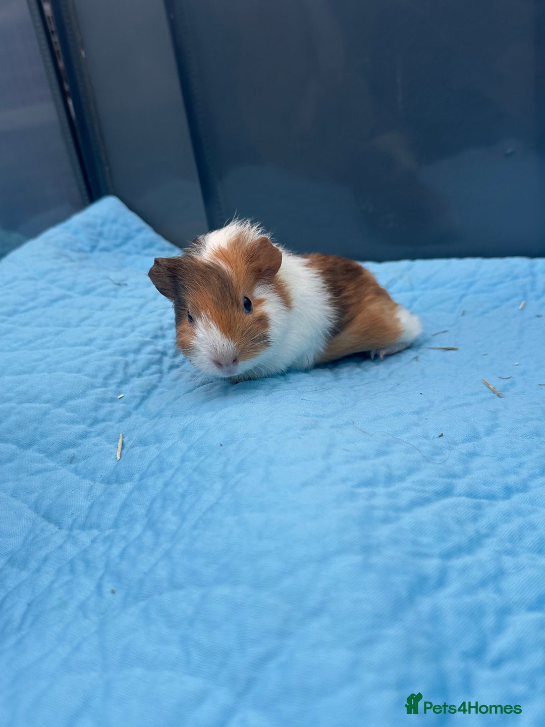 Guinea Pig rodents for sale: Baby guinea pigs  - Image 10