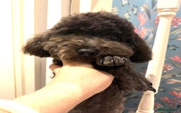 Toy Poodle dogs for sale: Asian Tiny Toy Poodle Boys (Light grey and Apricot in Romford - Image 13