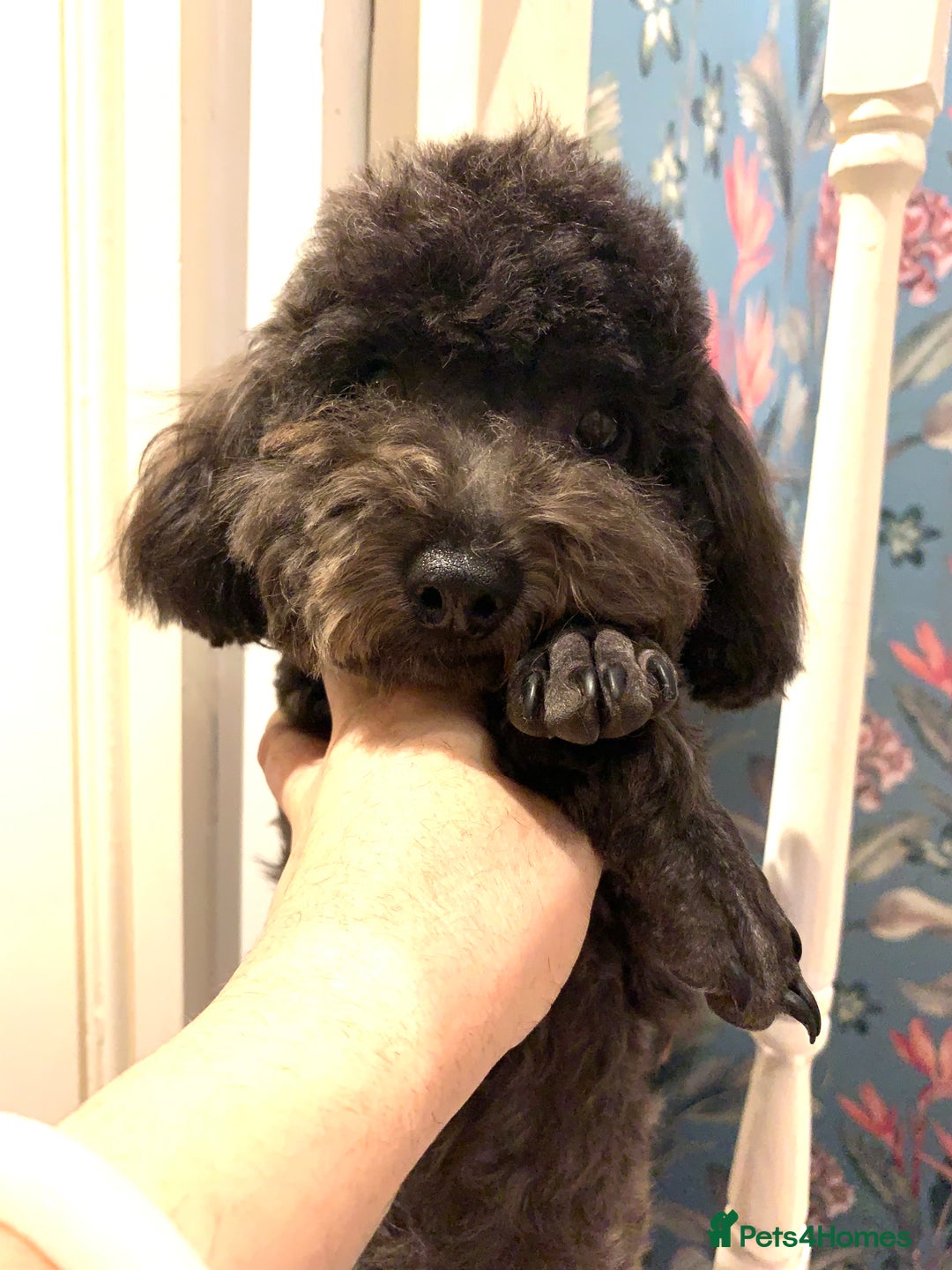 Toy Poodle dogs for sale: Asian Tiny Toy Poodle Boys (Light grey and Apricot in Romford - Image 13