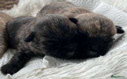 Cairn Terrier dogs for sale: CAIRN TERRIER PUPPIES - Image 5