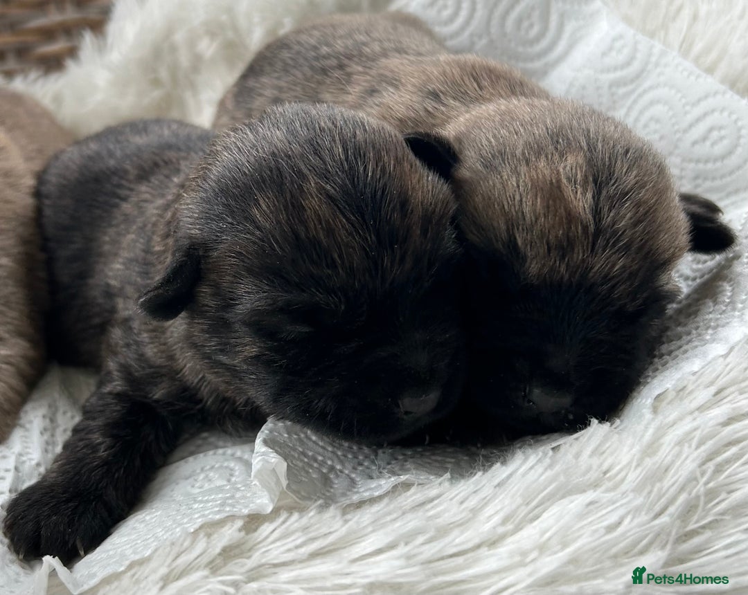 Cairn Terrier dogs for sale: CAIRN TERRIER PUPPIES - Image 5