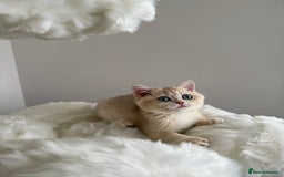 British Shorthair cats for sale: British Shorthair Golden Lilac kittens  - Image 17