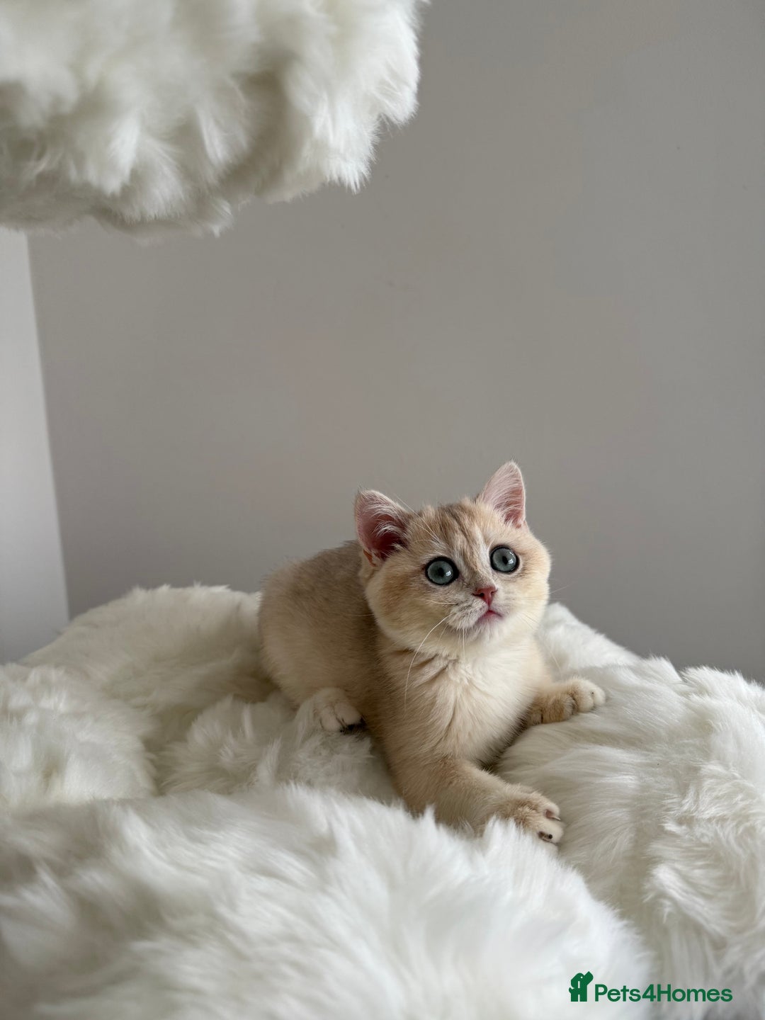 British Shorthair cats for sale: British Shorthair Golden Lilac kittens  - Image 17