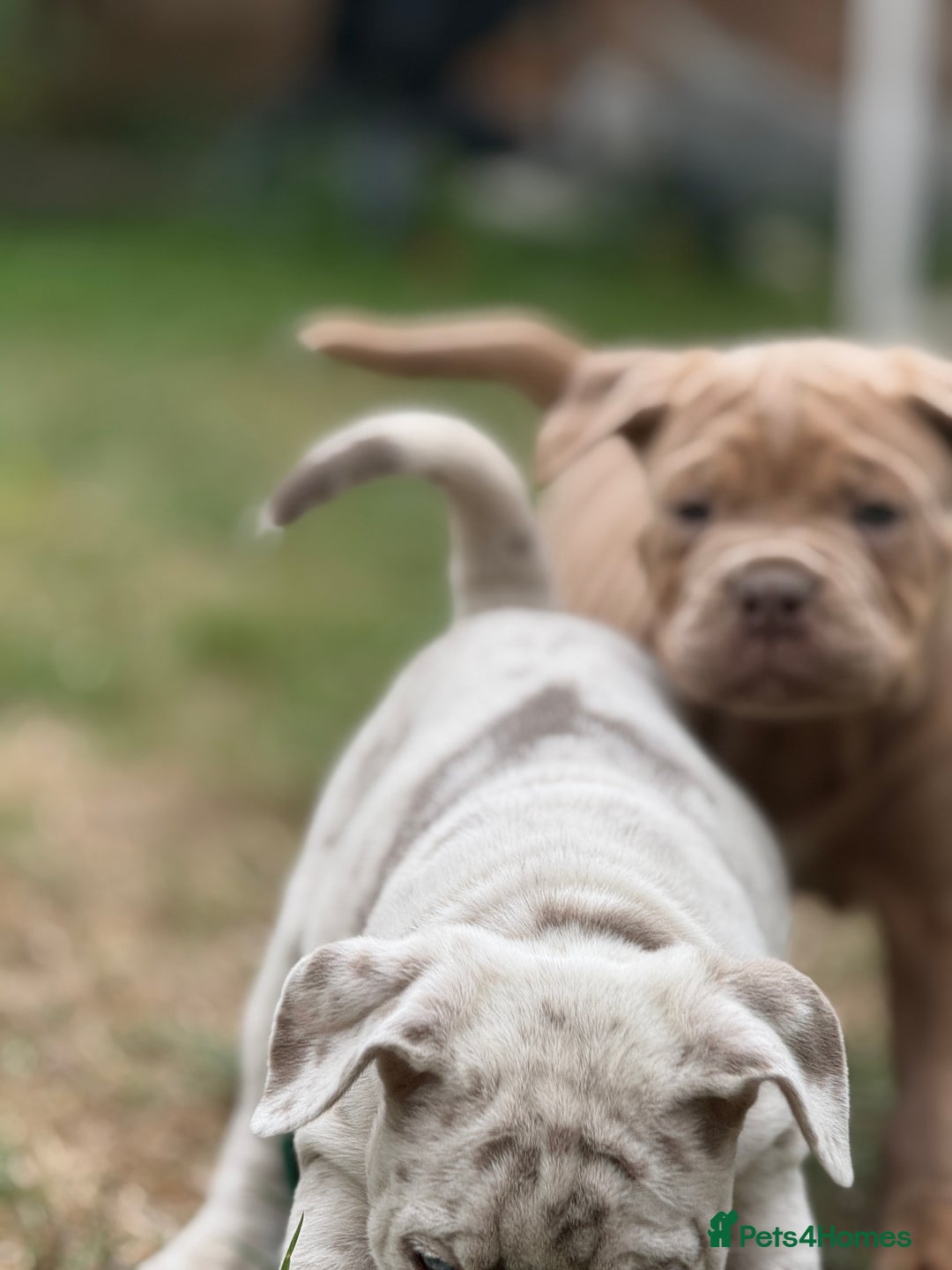 Mixed Breed dogs for sale: Beautiful lilac cane Corso x bulldog pups  - Image 25