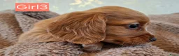 Cocker Spaniel dogs for sale: Beautiful litter of 7 Pedigree Cocker Spaniels in Doncaster - Advert 16