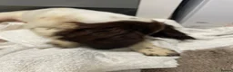 Cocker Spaniel dogs for sale:  Beautiful cocker spaniels  - Advert 21