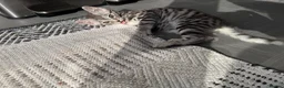 Savannah cats for sale: LAST BOY kitten left ! - Advert 16