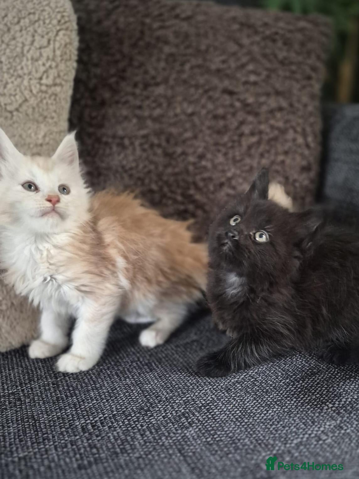 Maine Coon cats Adorable Purebred Mainecoons  - Advert 1